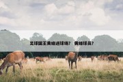 足球国王黄蜂进球场？ 黄蜂球员？