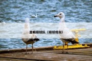 显眼排球队（排球观众）