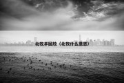 北牧羊回放（北牧什么意思）
