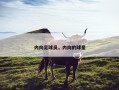 内向足球员，内向的球星