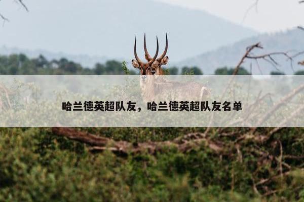 哈兰德英超队友，哈兰德英超队友名单