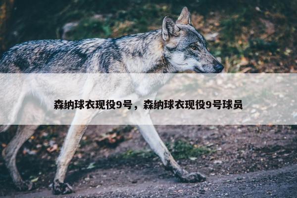 森纳球衣现役9号，森纳球衣现役9号球员