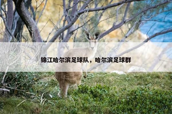 锦江哈尔滨足球队，哈尔滨足球群