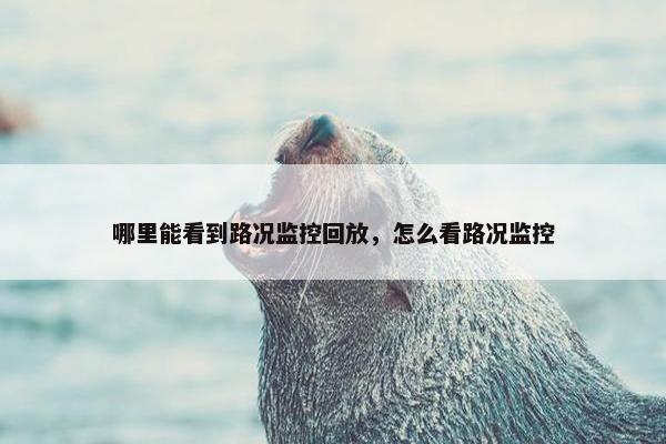 哪里能看到路况监控回放，怎么看路况监控