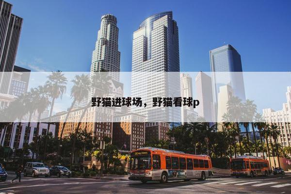 野猫进球场,野猫看球p 野猫进球场,野猫看球p